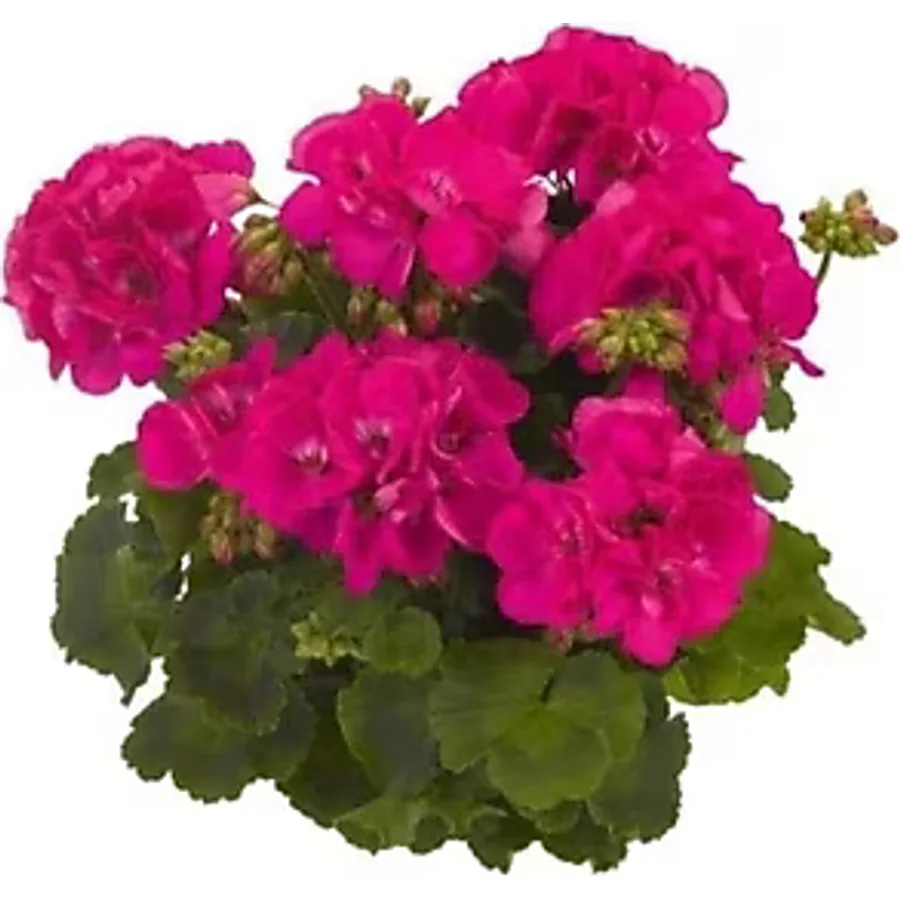 Koyu Pembe Sardunya Fidesi 10-20 cm
