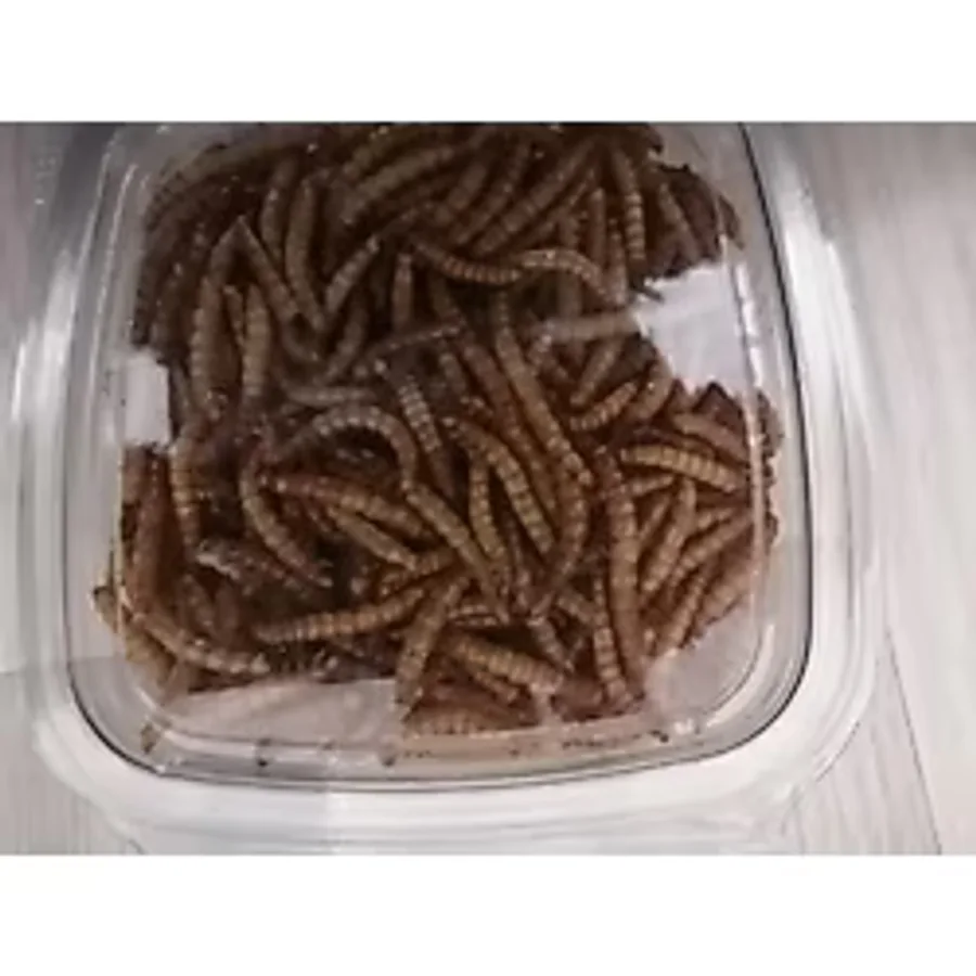 Kurutulmuş Un Kurdu 50 Gram