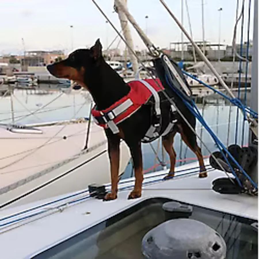 Lalizas COMFY KÖPEK CAN YELEĞİ , 20-40kg, L,KIRM.