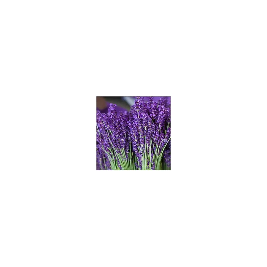 Lavandula Angustifolia Lavanta Tohumu (1000 tohum)