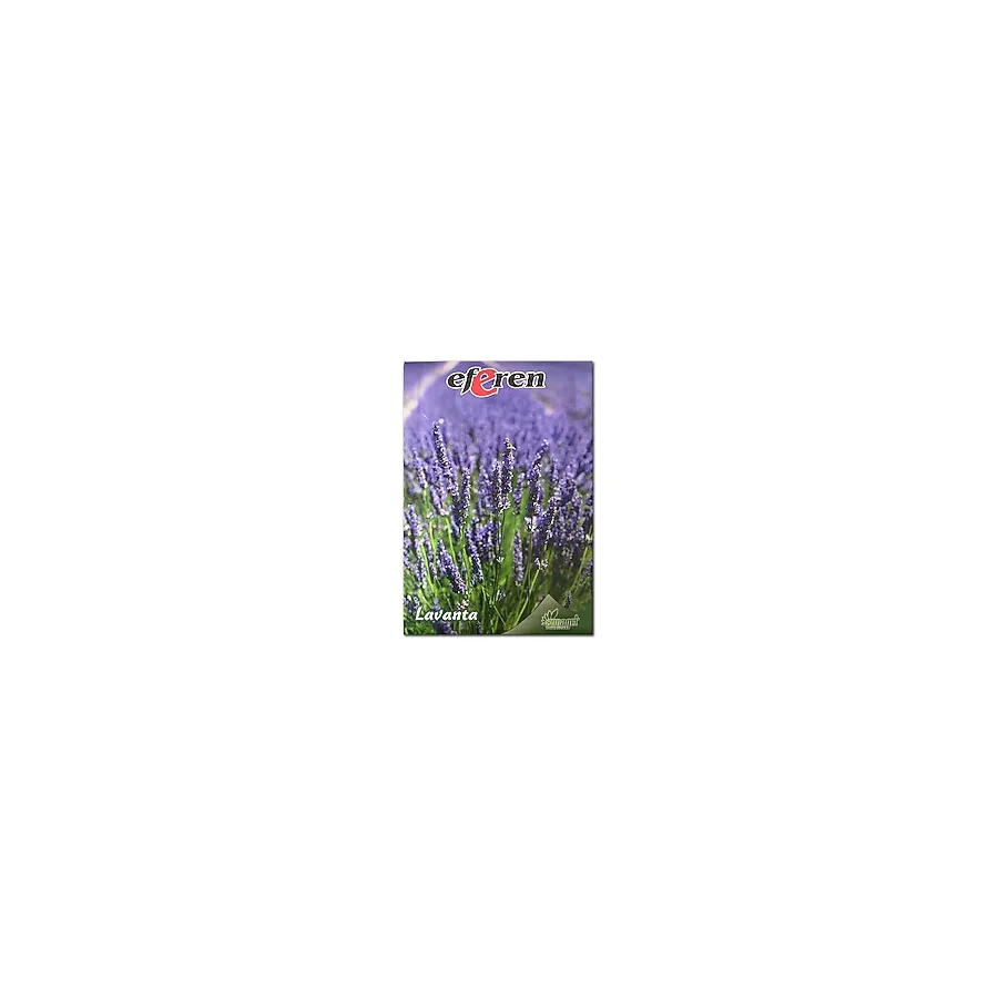 Lavanta Tohumu - Çok Yıllık Aromatik Parfüm Ve Kozmetik Endüstrisi İçin İdeal