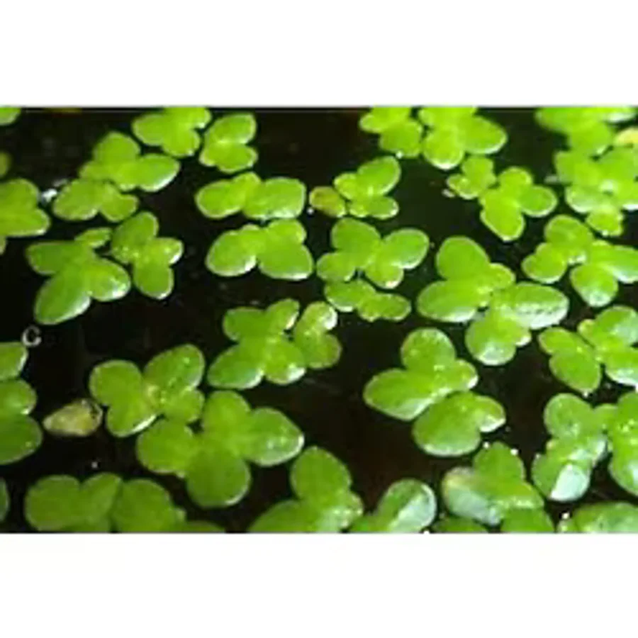 Lemna Minor Su Mercimeği Akvaryum Bitkisi 15 X 15 Cm