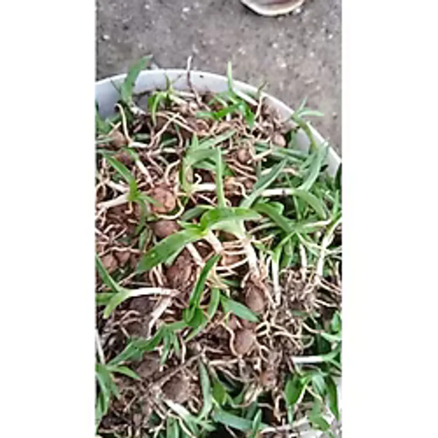 Lider Salep Serapias Salep Fidesi 100 Adet Yüksek Verimli Salep Fidanı Ve Salep Yumrusu
