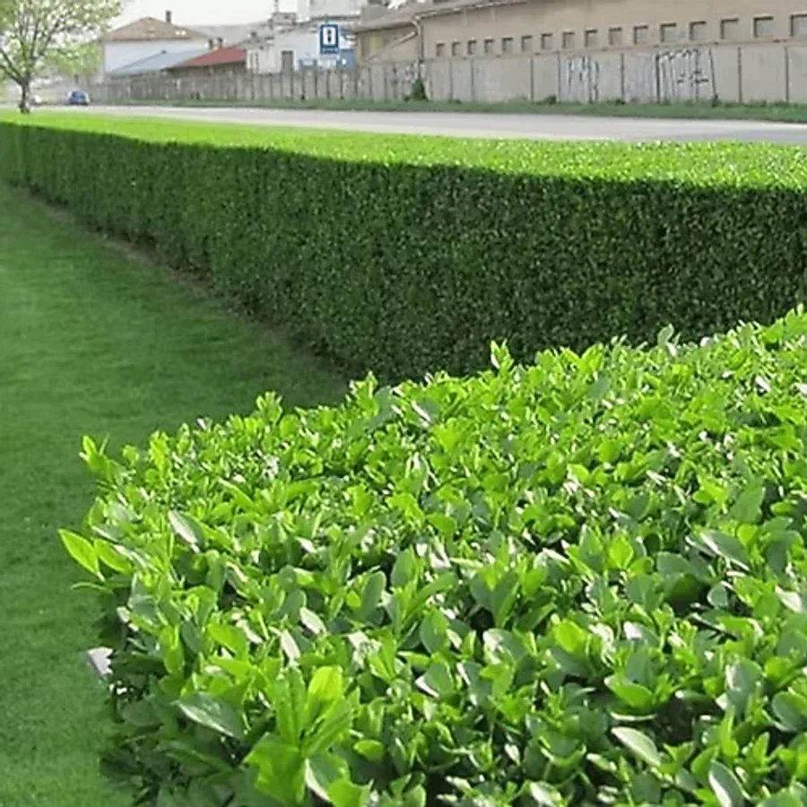Ligustrum - Kurt Bağrı Çit Bitkisi 10 Adet