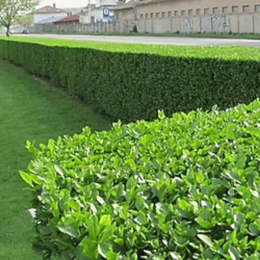 Ligustrum - Kurt Bağrı Çit Bitkisi 50 Adet