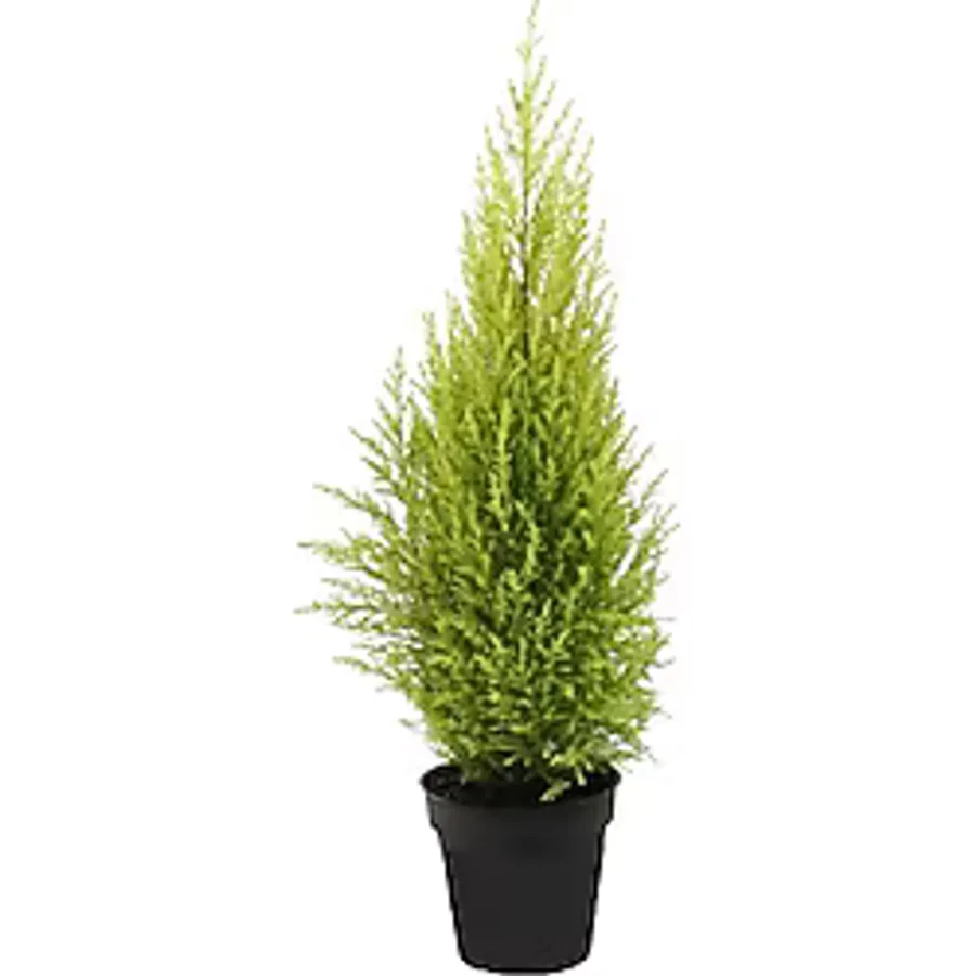 Limon Selvi - 30 - 45 Cm