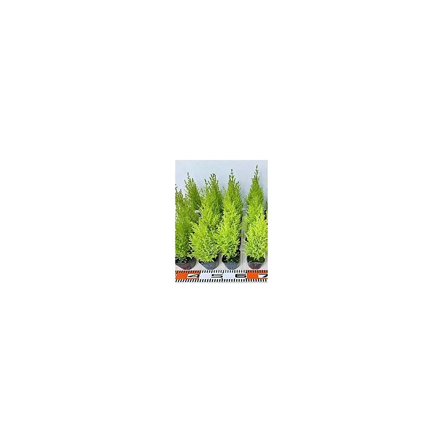 Limoni Limon Çamı Fidanı 20 Adet Tüplü 15-20cm Dış Mekan Bahçe Dekorasyon Ağacı