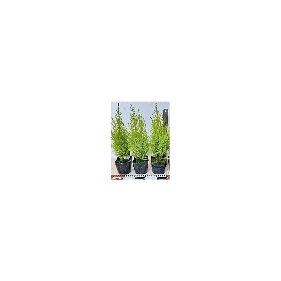 Limoni Limon Çamı Fidanı 20 Adet Tüplü 15-25cm Dış Mekan Bahçe Dekorasyon Ağacı