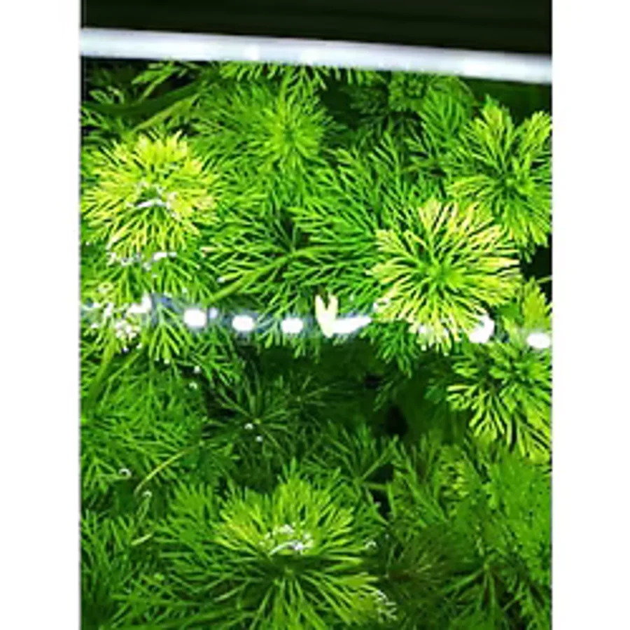 Limpnophila Sessiliflora Kusursuz Akvaryum Bitkisi Canlı Bitki 5 Dal