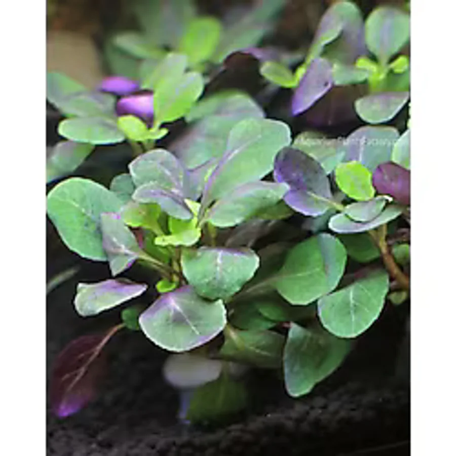 Lobelia Cardinalis Özel Tür Akvaryum Bitkisi 5 Dal