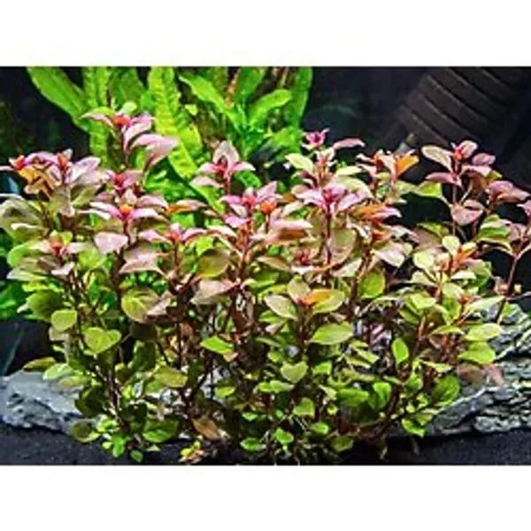 Ludwigia Mini Süper Red Akvaryum Bitkisi Yeşil Formda 5 Dal