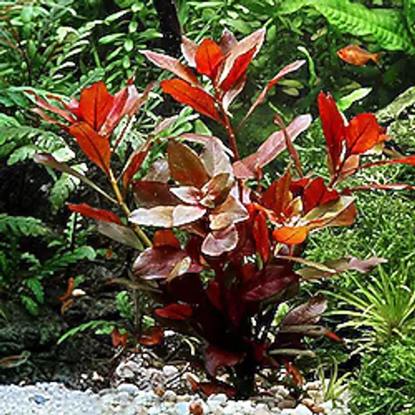 Ludwigia Repens (Gül) 5 Dal Kusursuz Form Akvaryum Bitkisi Canlı Bitki
