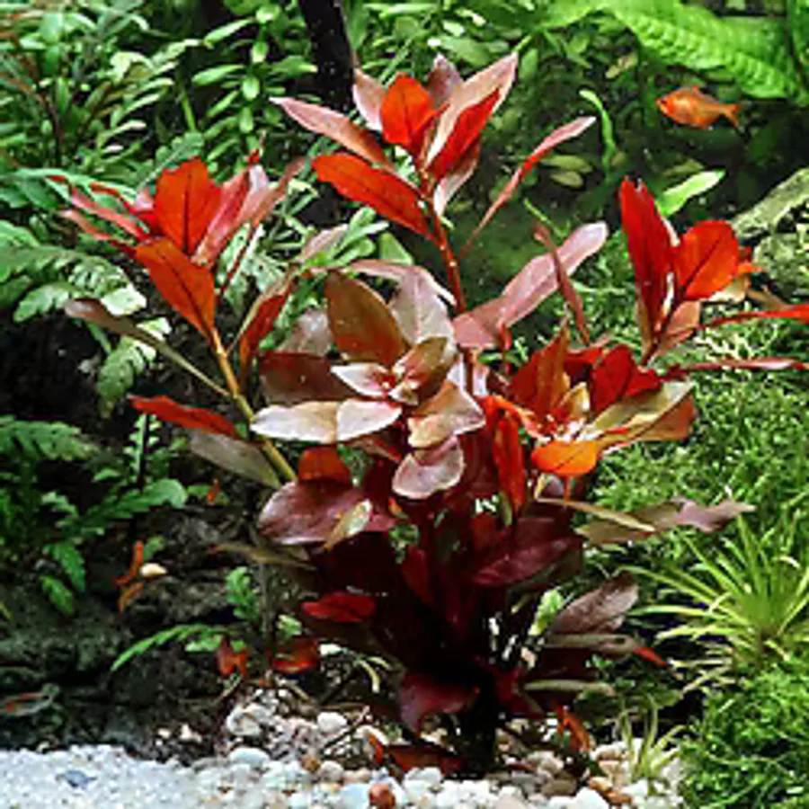 Ludwigia Repens Kusursuz Form Akvaryum Bitkisi Canlı Bitki 5 Dal