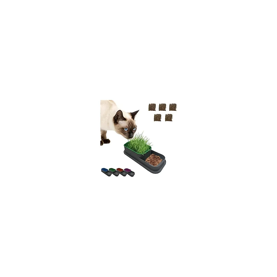 MADPET Topraksız Kedi Çimi Kabı Mor - 5 Paket Çim Tohumlu Hidroponik Çim Yetiştirme Seti - Kediler için Doğal Çim Yetiştirme Kutusu - Evde Kolay Çimlendirme ve Sindirim Desteği