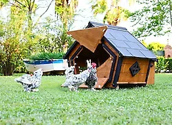 Mandu Ahşap 6 Tavuk Kapasiteli Kümes