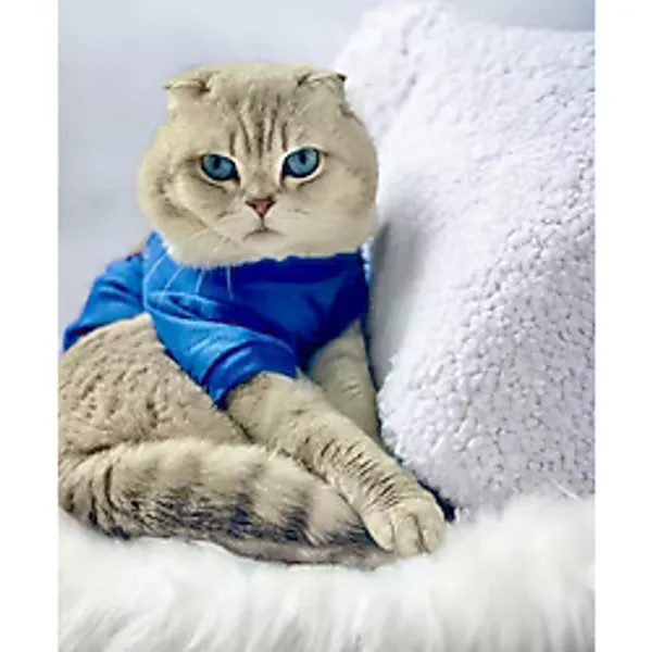 Mavi Superman Kedi Tişörtü Kedi Kıyafeti Kedi Elbisesi