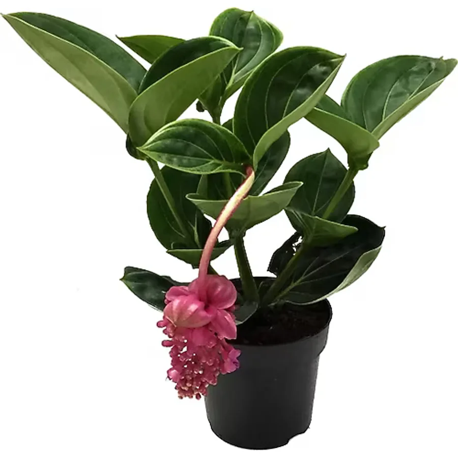 Medine Gülü (Medinilla Magnifica)