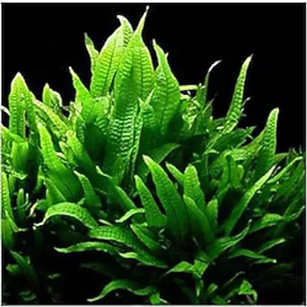 Microsorium Pteropus Sp S Saksı Canlı Bitki