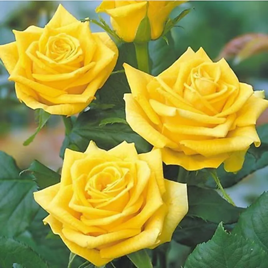 Mimoza Açık Sarı Yediveren Sarı Katmerli Sarmaşık Gül Fidanı 15-25 cm
