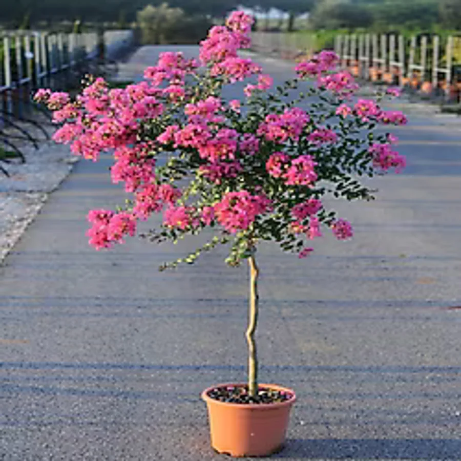 Mimoza Oya Ağacı Fidanı Pembe 40-80 cm