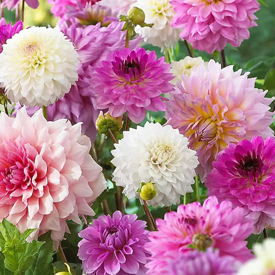 Mixed Dahlia Yıldız Çiçeği Soğanı Yumrusu 5 Adet