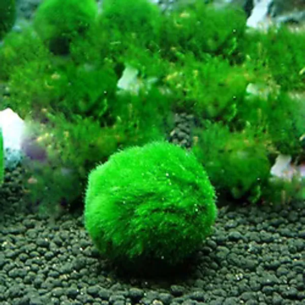 Mossball Marimo Patara Canlı Yosun Topu 3-5 cm Canlı Kolay Akvaryum ve Su Bitkisi