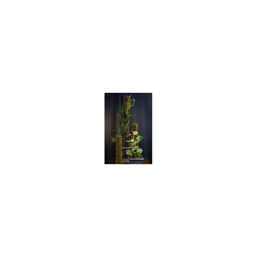 MossKitO 50 CM Modüler ( Uzatılabilir) Yosun Direği Seti - Bitki Destek Çubuğu (Deve Tabanı, Salon Sarmaşığı, Filodendron ve Tüm Tırmanıcı Bitkiler İçin)