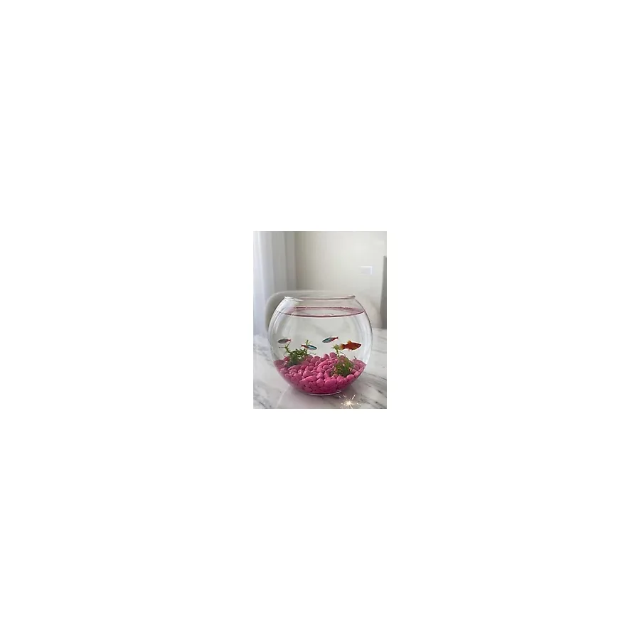 Mucit Home Kırmızı Pembe Karışık Fanus Taşı Akvaryum Balık Taşı - RENKLİ
