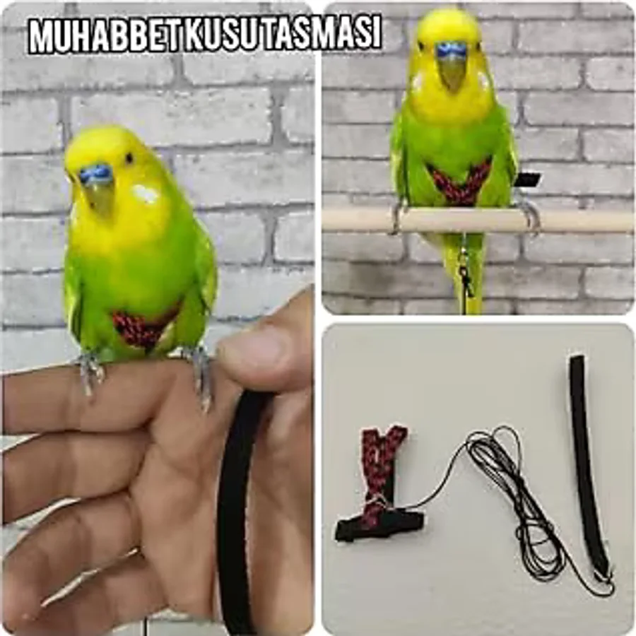 Muhabbet Kuşu Tasması