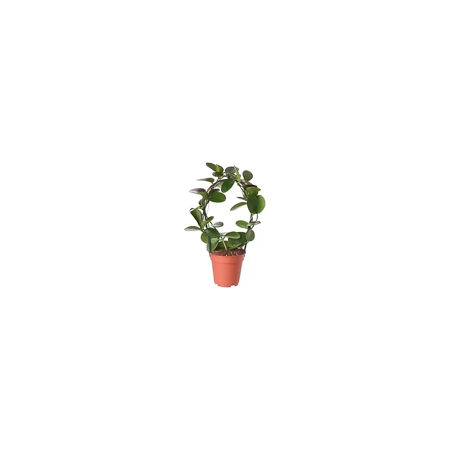 (Mum Çiçeği) Hoya Carnosa