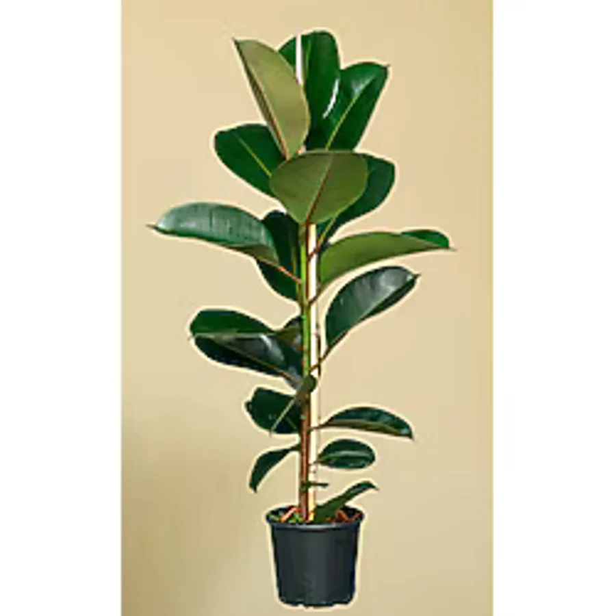 muse botanic Kauçuk Bitkisi - 60 - 70 Cm