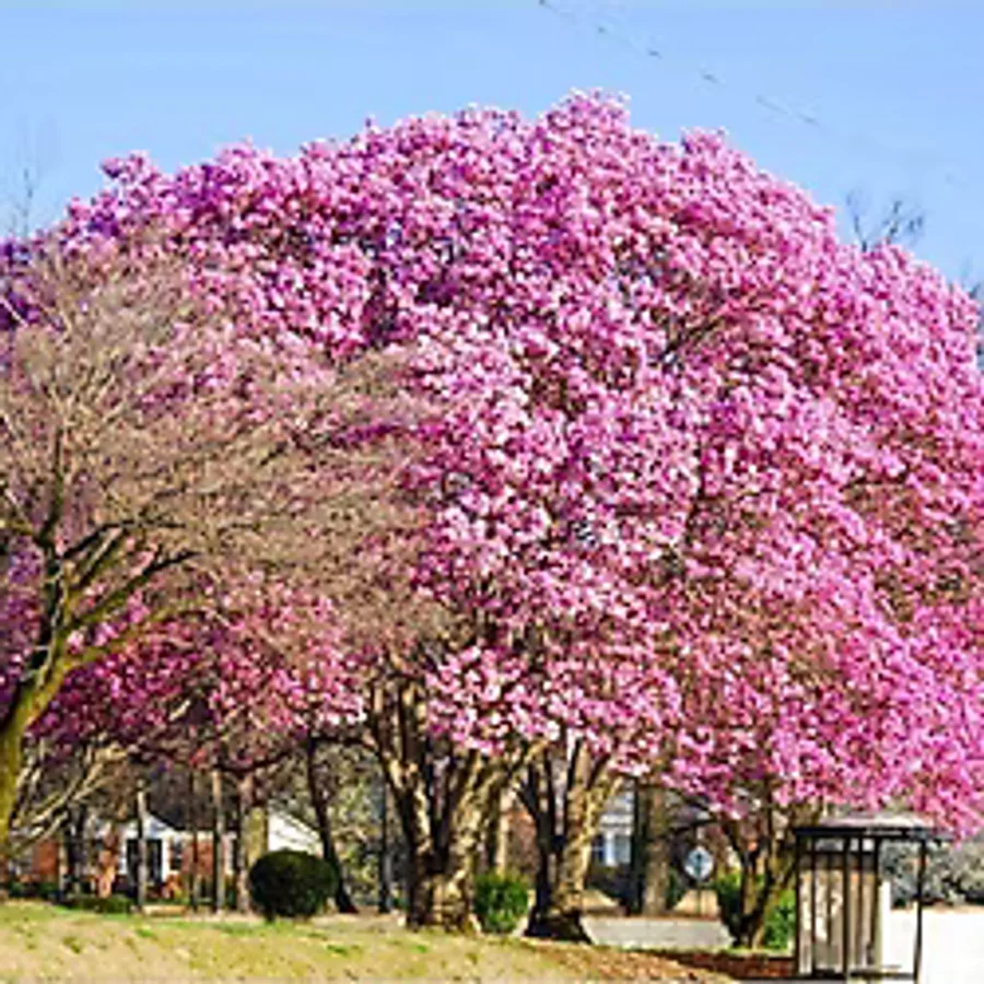 mutbirlik Dünya'nın En Hızlı Büyüyen Ağacı Pembe Paulownia Fidesi -5adet