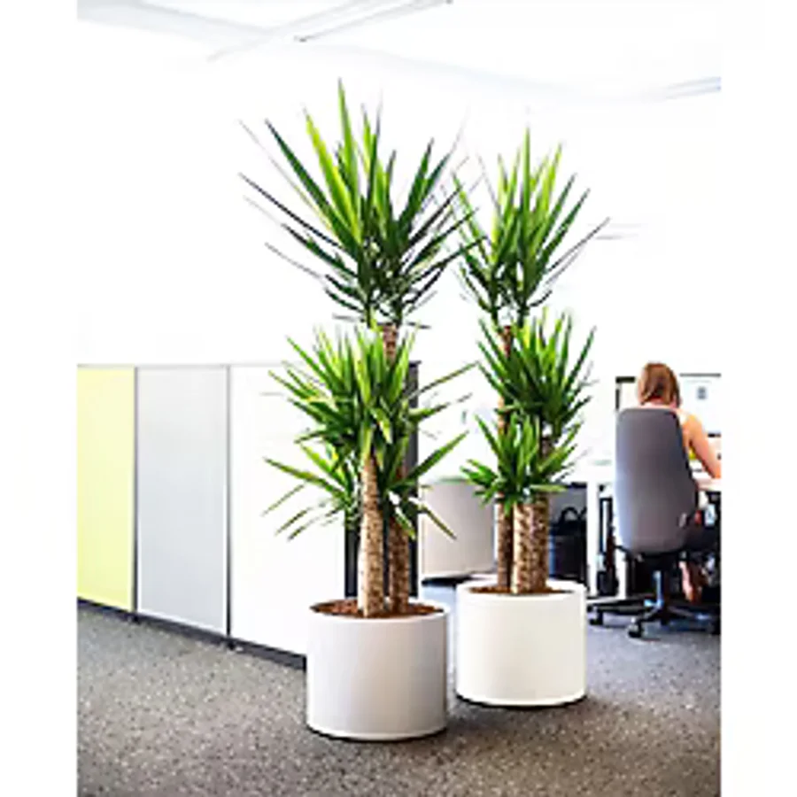 NADİR KAKTÜS Yuka Üç Kollu Yucca Bitkisi Yukka Ağacı 130-150 Cm