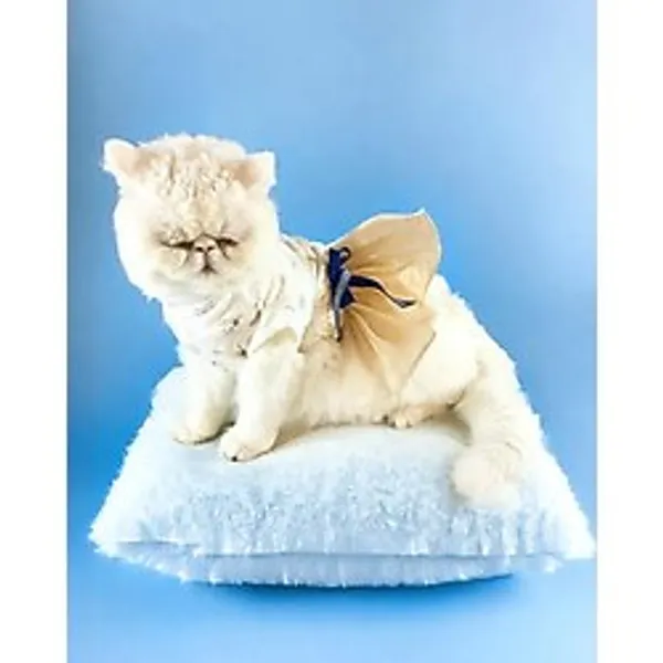 Navy Creamy Tutulu Kedi Elbisesi, Kiyafeti Tutu