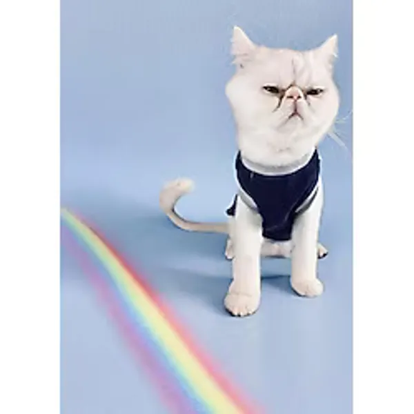 Navy Sports Atlet Kedi Kiyafeti Kedi Elbisesi