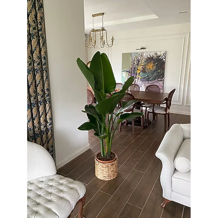NİLAY FLOWERS Starliçe Beyaz Cennet Kuşu (2-3 KÖKLÜ 150-160CM) Strelitzia Nıcolaı