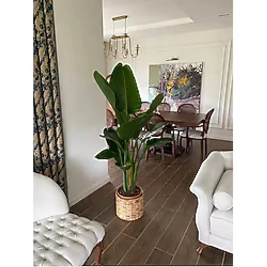 NİLAY FLOWERS Starliçe Beyaz Cennet Kuşu (2-3 KÖKLÜ 150-160CM) Strelitzia Nıcolaı