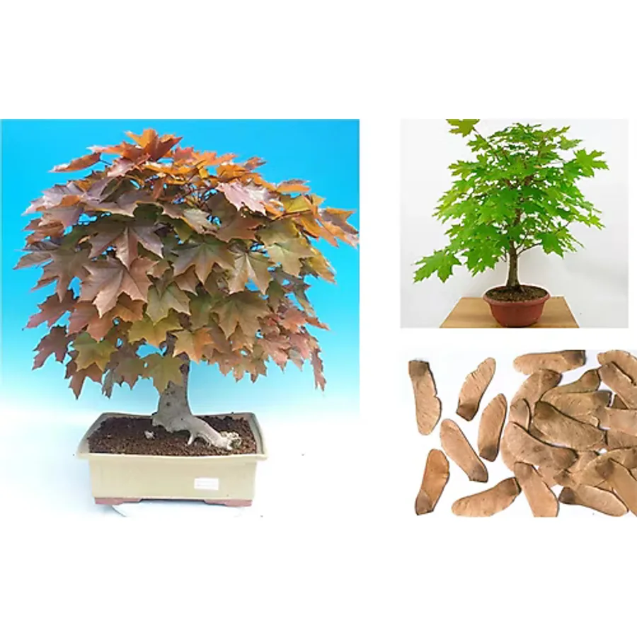 NORVEÇ AKÇAAĞAÇ TOHUMU 40 ADET ( BONSAİ TÜRÜ )