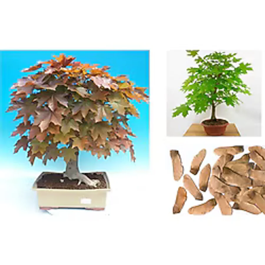 NORVEÇ AKÇAAĞAÇ TOHUMU 40 ADET ( BONSAİ TÜRÜ )