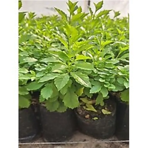 Nura Botanik 2 Adet Mor Çiçekli Duranta Ağacı Fidanı, 40-70 cm, Tüplü Dış Mekan Bitkisi