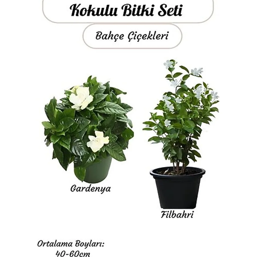 Nura Botanik 2'li Kokulu Bitki Seti Filbahri (Philadelphus) +Gardenya Çiçeği Bahçe Balkon Çiçeği