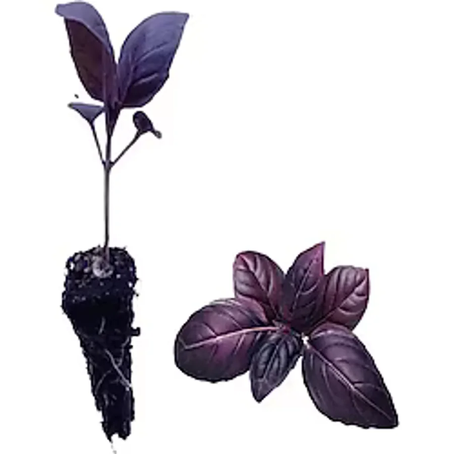 Nura Botanik 4 Adet Geniş Yapraklı Mor Reyhan Fidesi (5-10 Cm) (Tohum Değildir Fidedir)