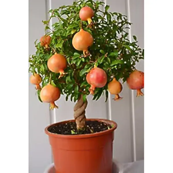 Nura Botanik Bodur Süs Narı 1. Kalite Bahçe Balkon Salon Bitkisi 25 -30 Cm