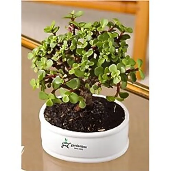 Nura Botanik Bonsai Uyumlu Yeşim Çiçeği (Portulacaria afra) Saksılı İç Mekan Ofis Çiçeği, 20-30 cm