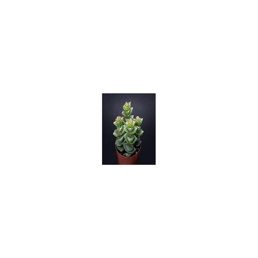 Nura Botanik Crassula Perforata 5.5 Mini Sukulent Saksısında Dolgun Formlu Teraryum ve Sukulent, Yeşil