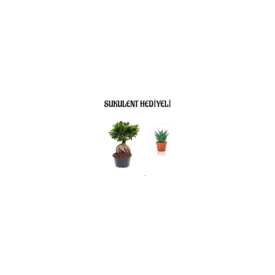 Nura Botanik Hediyelik Bonsai Bitkisi, Sukulent Hediyeli, Teraryum Bitkisi