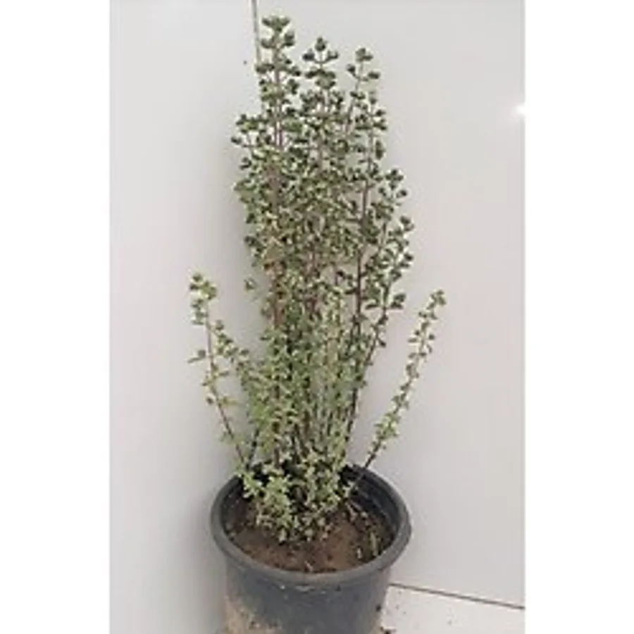 Nura Botanik Origanum Microphyllum Minik Yapraklı Mercanköşk Fidesi 10-30 cm