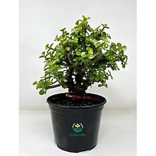 Nura Botanik Para Yeşim Çiçeği, 15-30 cm, Saksılı, Bonsai Yapımına Uygun, Salon Çiçeği