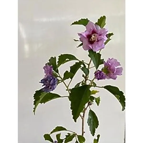 Nura Botanik Pembe Hatmi Çiçeği Ağacı, 40-70cm, Sakılı/Tüplü, Dış Mekan Bahçe Bitkisi, 1 Adet