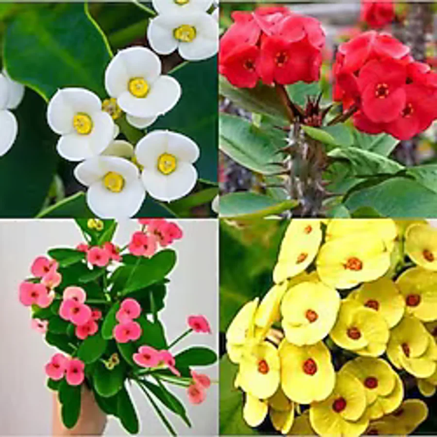 Nura Botanik Videolu 4'lü Karışık Renk Dikenler Tacı Çiçeği 10-15 Cm Tüplü Çiçekli Bodur Bitki Euphorbia Milii